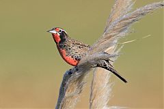 Long-tailed Meadowlark